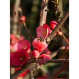 Japon Ayvası (Japanese Quince) Bol Çiçekli Süs Bitkisi Aşılı Meyve Fidanı