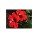 Japon Gülü Fidanı - Hibiscus Rosa