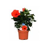 Japon Gülü Hibiscus Kırmızı Renk Çiçekli Kalın Yapraklı Ithal., BTSR481