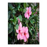 Japon Gülü Hibiscus Pembe Renk Çiçekli Kalın Yapraklı Ithal İç Mekan Bitkisi, SRD1180