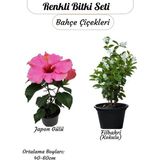 Japon Gülü (Pembe) ve Filbahri – Saksılı, Çiçekli, Bahçeye Uygun 2’li Paket