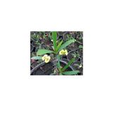 Japon Iğnesi Dikenler Tacı Euphorbia Milii Fidanı Saksılı 10-20 Cm