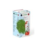 Japon Matcha Premium Japanese Çilek Aromalı Detox Burner Form Maça Matcha Çayı 1 Kutu