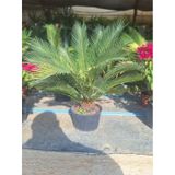 Japon Sago Palmiyesi Sikas 1 Adet Saksılı 55-80cm Cycas
