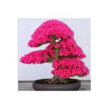 Japon Sakura Bonsai Ağacı Tohumu 10 Adet