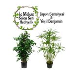 Japon Şemsiyesi 40-60 Cm 1 Adet Saksılı+ Yeşil Benjamin Bitkisi 1 Adet Saksılı