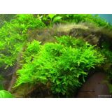 Java Moss Akvaryum Bitkisi 5x5 Paslanmaz Tele Sarılı 10'lu Paket