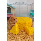 J×HEM Hamster Oyuncagı Diş Sağlıgı için Önerilir. Yavru ve Yetişkin Hamsterlara Uygun