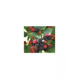 Jumbo Böğürtlen Fidanı Fidesi 30-60 Cm