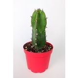 Jusperti Aşı Altı Kaktüs 8.5 cm Kırmızı Saksıda