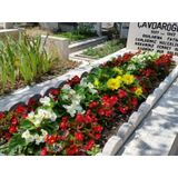 Kabristan Mezarlık İçin 3 Lü Bitki Fidan Çiçek Seti