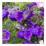Kadeh/çan Tohumu Yerli Campanula L. 100 Adet