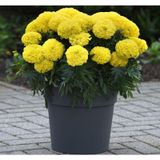Kadife Çiçeği ( Marigold Büyük Çiçek ) Sarı Renkli - 10 Tohum