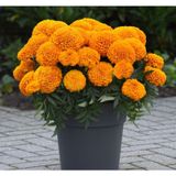 Kadife Çiçeği ( Marigold Büyük Çiçek ) Turuncu Renkli - 10 Tohum