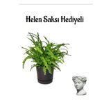 Kadınlar Günü Hediyeli Aşk Merdiveni Bitkisi Helen Saksı Hediyeli Salon Bitkisi