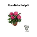 Kadınlar Günü Hediyeli Pembe Sakız Sardunya Helen Saksı Hediyeli Ev Bitkisi
