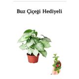 Kadınlar Günü Hediyesi Zarif Yapraklı Melek Kanadı Bitkisi Buz Çiçeği Hediyeli