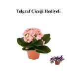Kadınlar Gününe Özel Açık Pembe Kalanşo-Emel Hanım Çiçeği Telgraf Hediyeli