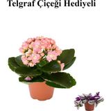 Kadınlar Gününe Özel Açık Pembe Kalanşo-Emel Hanım Çiçeği Telgraf Hediyeli