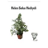 Kadınlar Gününe Özel Alacalı Benjamin Bitkisi Helen Saksı Hediyeli Bitki