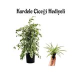Kadınlar Gününe Özel Alacalı Benjamin Bitkisi Kurdele Çiçeği Hediyeli Salon Bitkisi