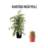 Kadınlar Gününe Özel Beyaz Alacalı Benjamin Bitkisi Kaktüs Hediyeli
