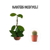 Kadınlar Gününe Özel Beyaz Renk Hoya-Mum Çiçeği Kaktüs Hediyeli