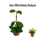 Kadınlar Gününe Özel Beyaz Renk Hoya-Mum Çiçeği Sarı Milli Kaktüs Hediyeli, SRD30012025BYB1005