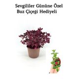 Kadınlar Gününe Özel Çingene Şalvarı|İresine Herbtis Bitkisi Buz Çiçeği Hediyeli