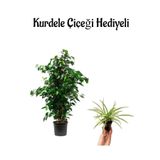 Kadınlar Gününe Özel Hediyeli Yeşil Benjamin Bitkisi Kurdele Çiçeği Hediyeli Salon Bitkisi, BTS001NA2249