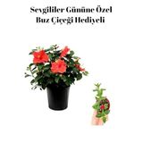 Kadınlar Gününe Özel Hediyelik Kırmızı Japon Gülü Çiçeği Buz Çiçeği Hediyeli, BTS001NU015