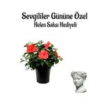 Kadınlar Gününe Özel Hediyelik Kırmızı Japon Gülü Çiçeği Helen Saksı Hediyeli, SRD30012025BYB920