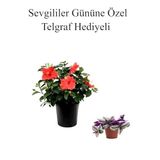 Kadınlar Gününe Özel Hediyelik Kırmızı Japon Gülü Çiçeği Telgraf Hediyeli