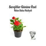 Kadınlar Gününe Özel Hediyelik Kırmızı Renk Gül Fidanı Helen Saksı Hediyeli, SRD30012025BYB923