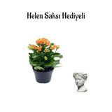 Kadınlar Gününe Özel Hediyelik Turuncu Kalanşo Çiçeği Helen Saksı Hediyeli, BTS001NA2001
