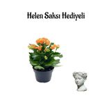 Kadınlar Gününe Özel Hediyelik Turuncu Kalanşo Çiçeği Helen Saksı Hediyeli, SRD30012025BYB759