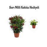 Kadınlar Gününe Özel Kırmızı Bodur Zakkum Fidanı Sarı Milli Kaktüs Hediyeli
