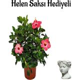 Kadınlar Gününe Özel Kırmızı Japon Gülü(Hibiscus Rosa) Helen Saksı Hediyeli