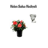 Kadınlar Gününe Özel Kırmızı Renk Japon Gülü(Hibiscus Rosa) Helen Saksı Hediyeli