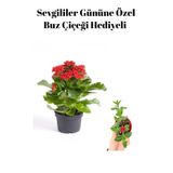Kadınlar Gününe Özel Kırmızı Renk Kalanşo Çiçeği Buz Çiçeği