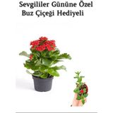 Kadınlar Gününe Özel Kırmızı Renk Kalanşo-Emel Hanım Buz Çiçeği Hediyeli