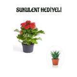 Kadınlar Gününe Özel Kırmızı Renk Kalanşo-Emel Hanım Çiçeği Sukulent Hediyeli, SRD30012025BYB767