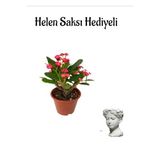 Kadınlar Gününe Özel Kırmızı Renk Milii Dikenler Tacı Çiçeği Helen Saksı Hediyeli, BTS001NA2029