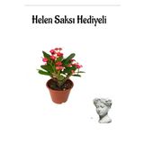 Kadınlar Gününe Özel Kırmızı Renk Milii Dikenler Tacı Çiçeği Helen Saksı Hediyeli, SRD30012025BYB894