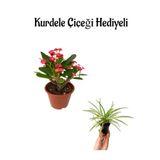 Kadınlar Gününe Özel Kırmızı Renk Milii Dikenler Tacı Çiçeği Kurdele Çiçeği Hediyeli, SRD30012025BYB936