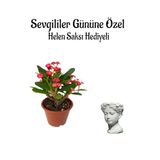 Kadınlar Gününe Özel Kırmızı Renk Milli Diken-Kaktüs Helen Saksı Hediyeli, BTS001NA0341