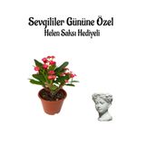 Kadınlar Gününe Özel Kırmızı Renk Milli Diken-Kaktüs Helen Saksı Hediyeli, SRD30012025BYB603