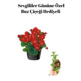 Kadınlar Gününe Özel Kırmızı Renk Şeker Begonya Çiçeği Buz Çiçeği Hediyeli, BTS001NU007