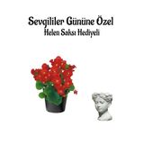 Kadınlar Gününe Özel Kırmızı Renk Şeker Begonya Çiçeği Helen Saksı Hediyeli, BTS001NA0338
