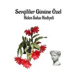 Kadınlar Gününe Özel Kırmızı Renk Yılbaşı-Kaktüsü Çiçeği Helen Saksı Hediyeli, SRD30012025BYB1128